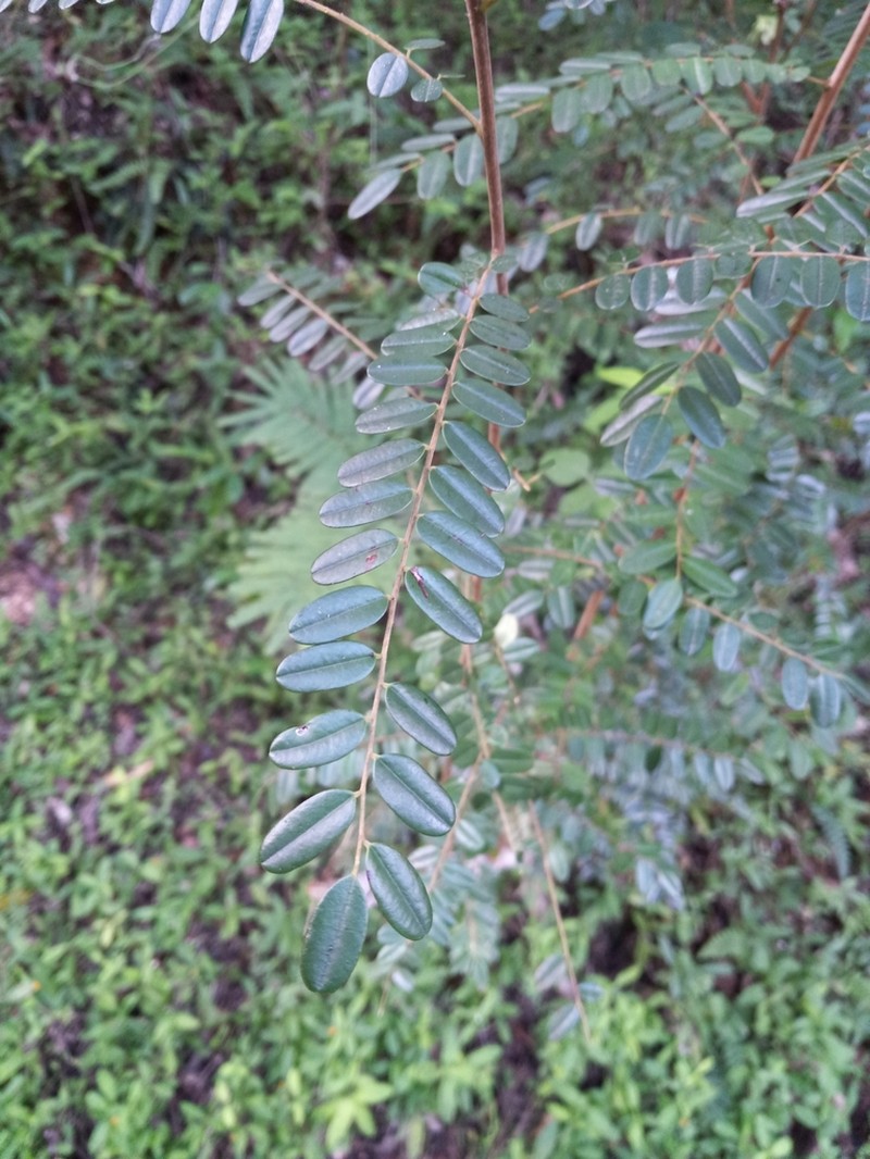 Alvaradoa haitiensis photo 6