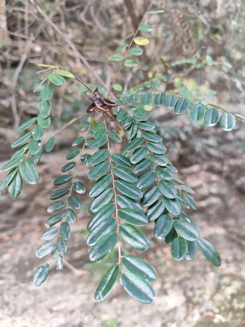 Alvaradoa haitiensis photo 7