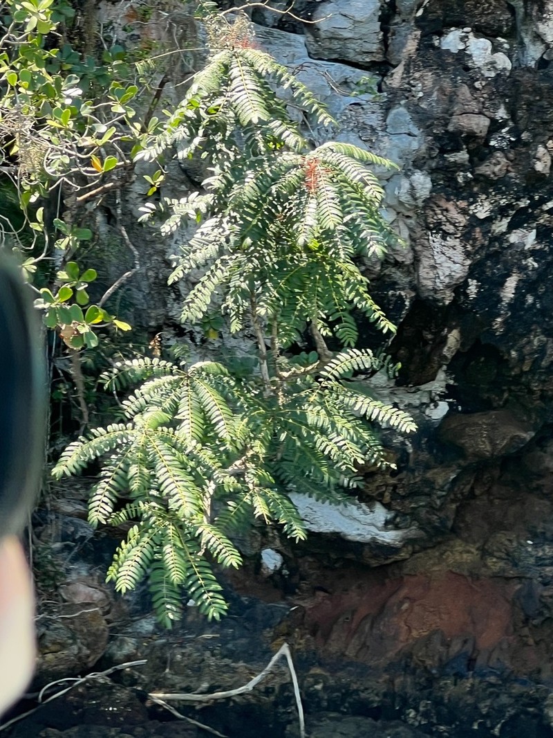 Alvaradoa haitiensis photo 8