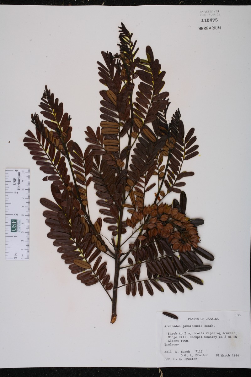 Alvaradoa jamaicensis