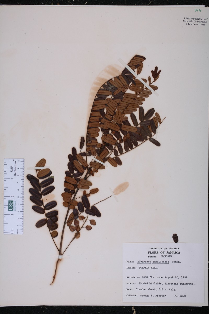 Alvaradoa jamaicensis photo 2