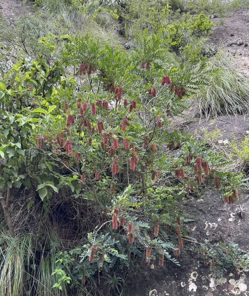 Alvaradoa subovata