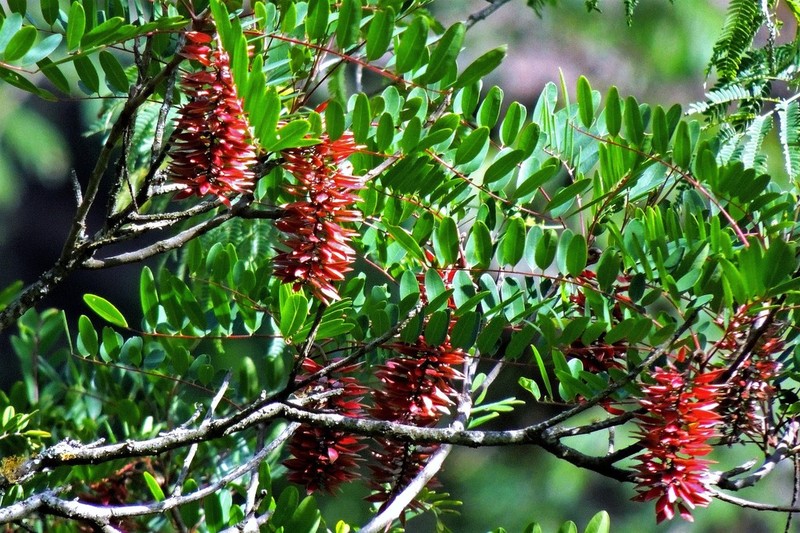 Alvaradoa subovata photo 2