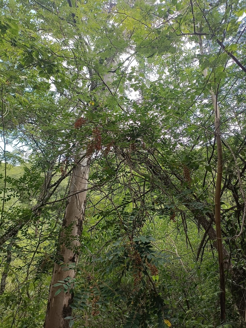 Alvaradoa subovata photo 4