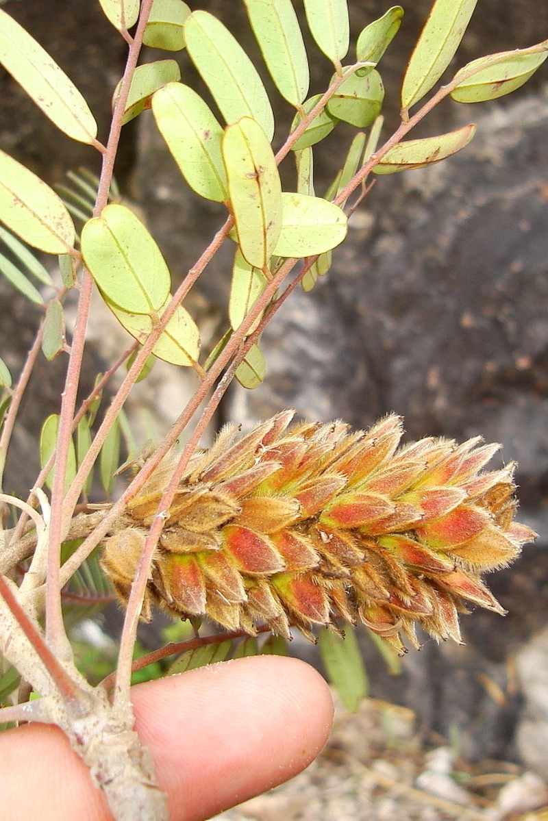 Alvaradoa subovata photo 5
