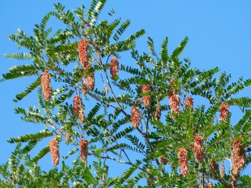 Alvaradoa subovata photo 6