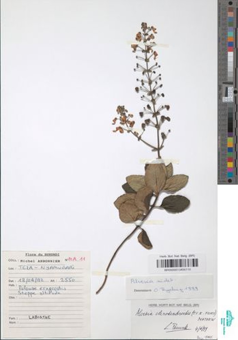 Alvesia clerodendroides