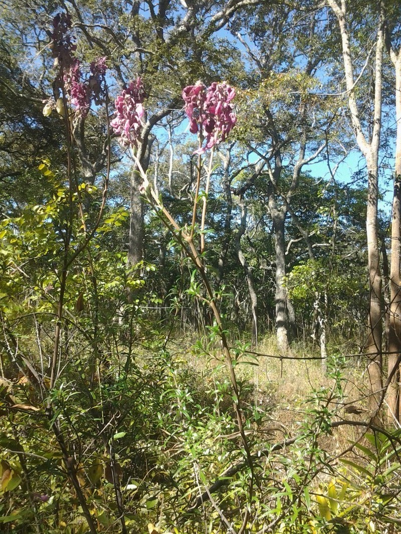 Alvesia rosmarinifolia
