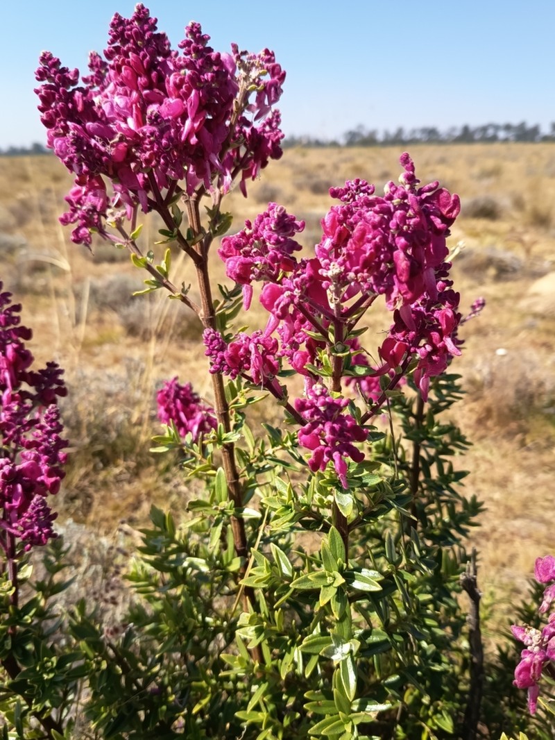 Alvesia rosmarinifolia photo 2