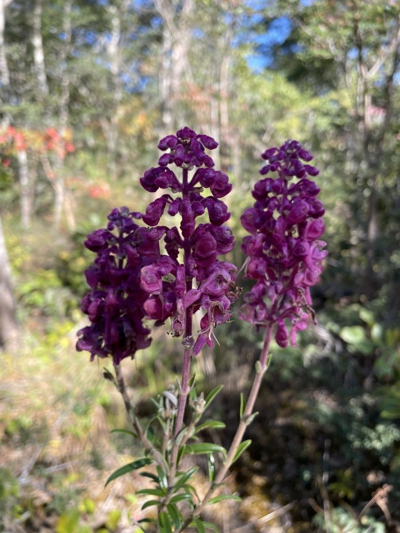 Alvesia rosmarinifolia photo 3