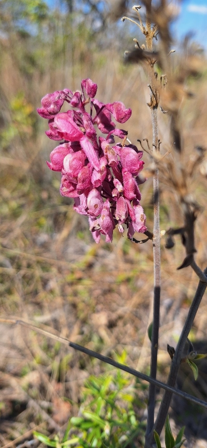 Alvesia rosmarinifolia photo 4