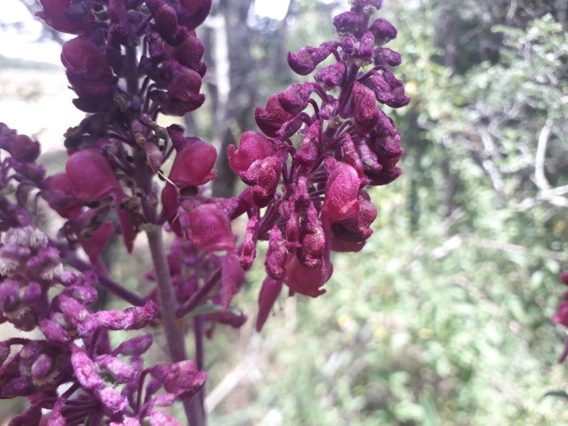 Alvesia rosmarinifolia photo 5