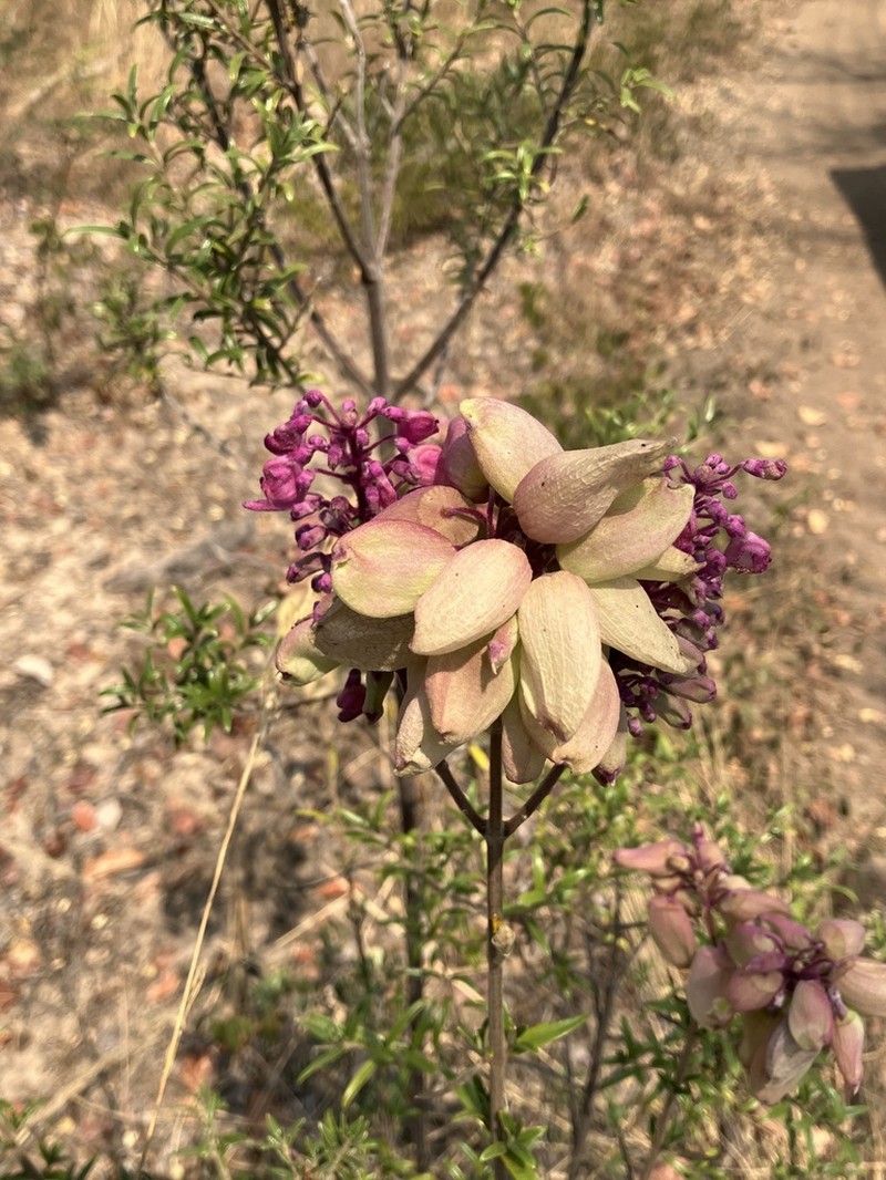 Alvesia rosmarinifolia photo 6