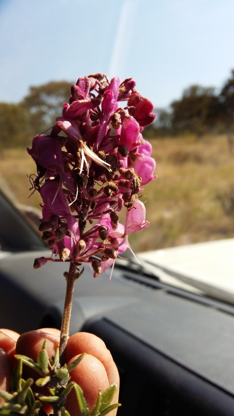 Alvesia rosmarinifolia photo 8