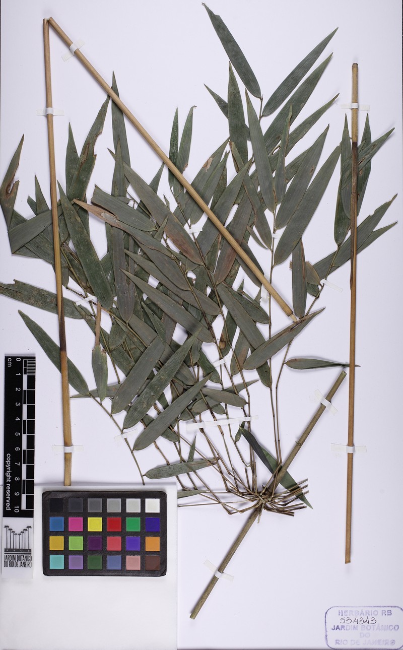 Alvimia auriculata