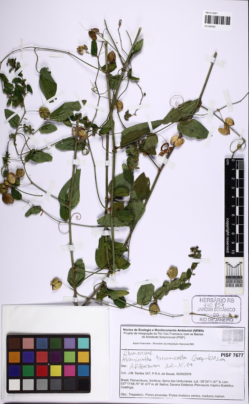 Alvimiantha tricamerata