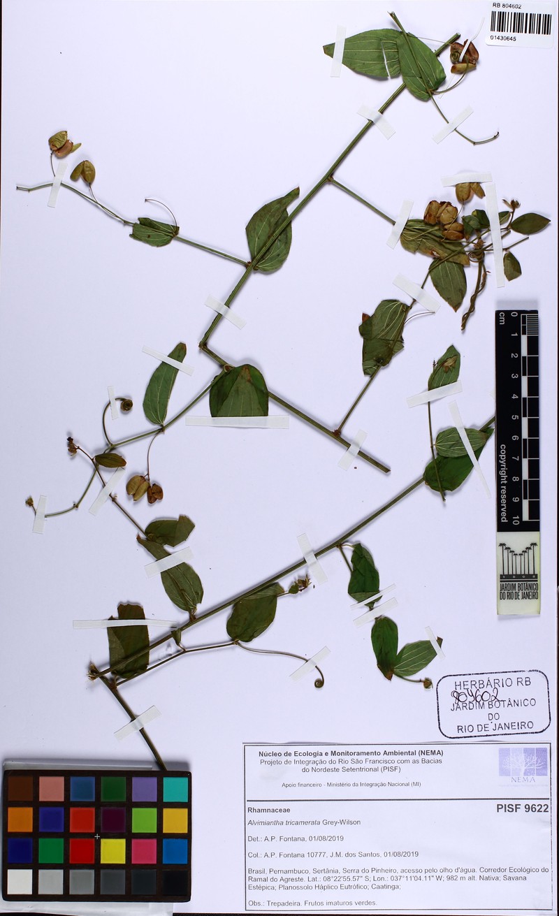 Alvimiantha tricamerata photo 2