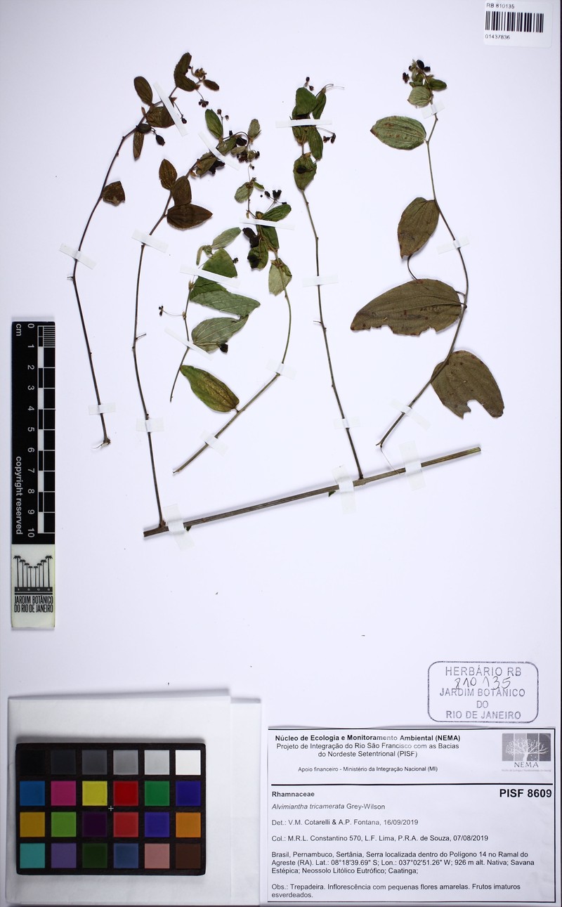 Alvimiantha tricamerata photo 3
