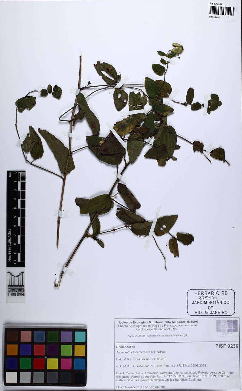 Alvimiantha tricamerata photo 5