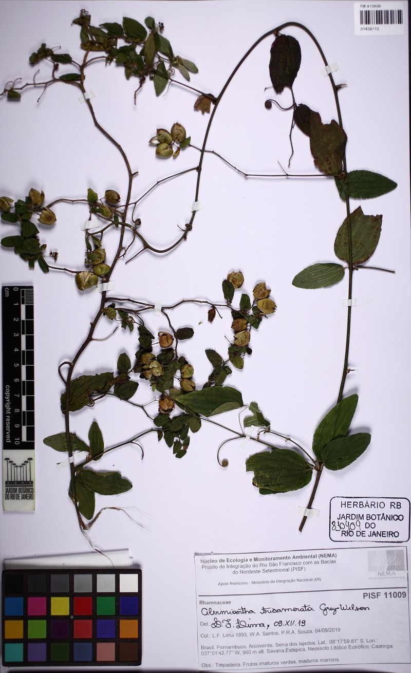 Alvimiantha tricamerata photo 6