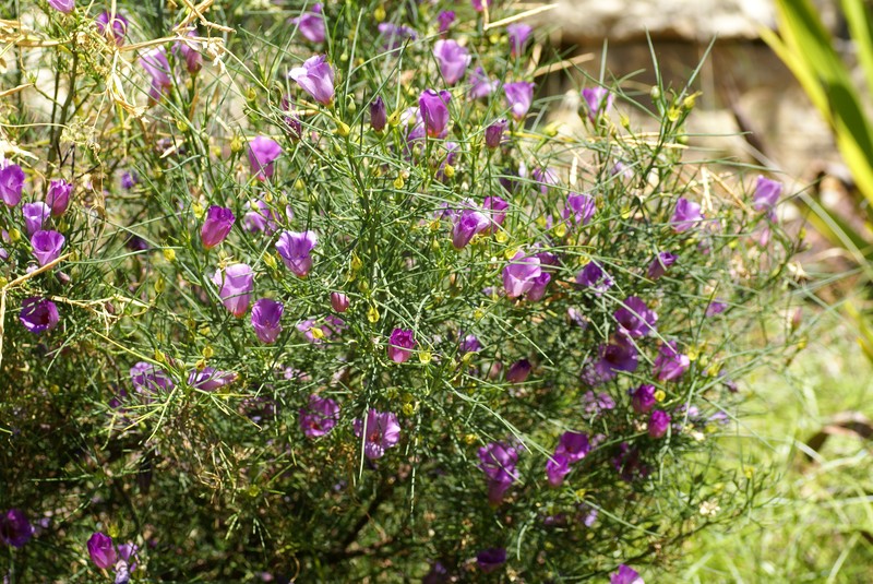 Alyogyne hakeifolia