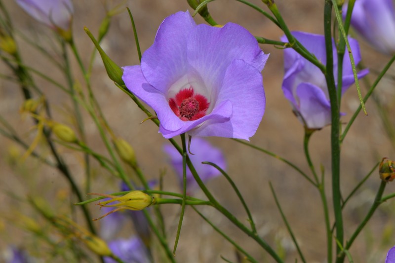 Alyogyne hakeifolia photo 2