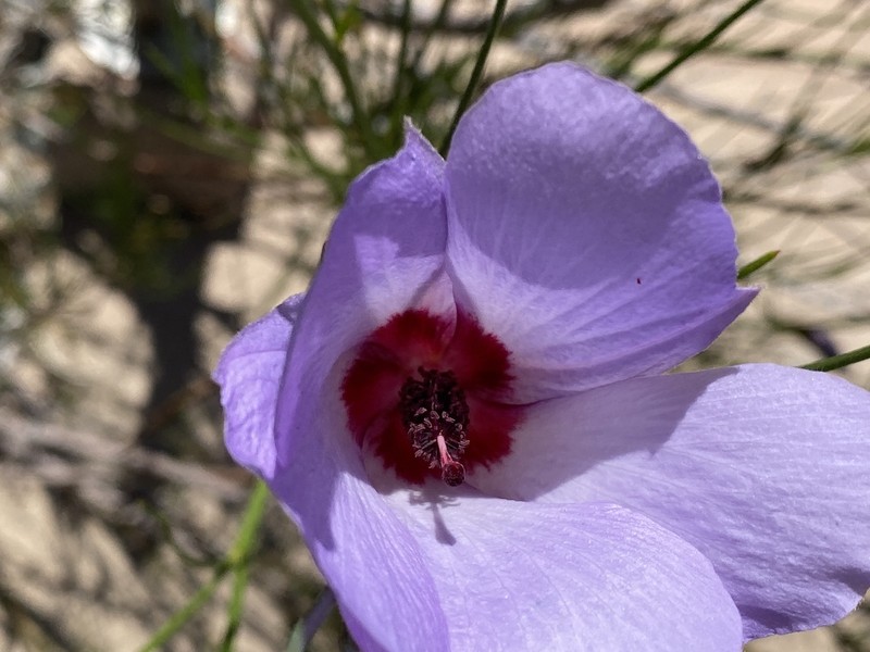 Alyogyne hakeifolia photo 3
