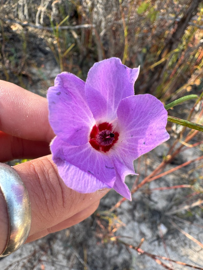 Alyogyne hakeifolia photo 4