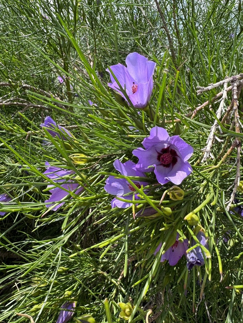 Alyogyne hakeifolia photo 5