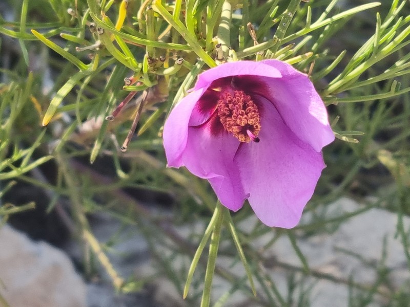 Alyogyne hakeifolia photo 6