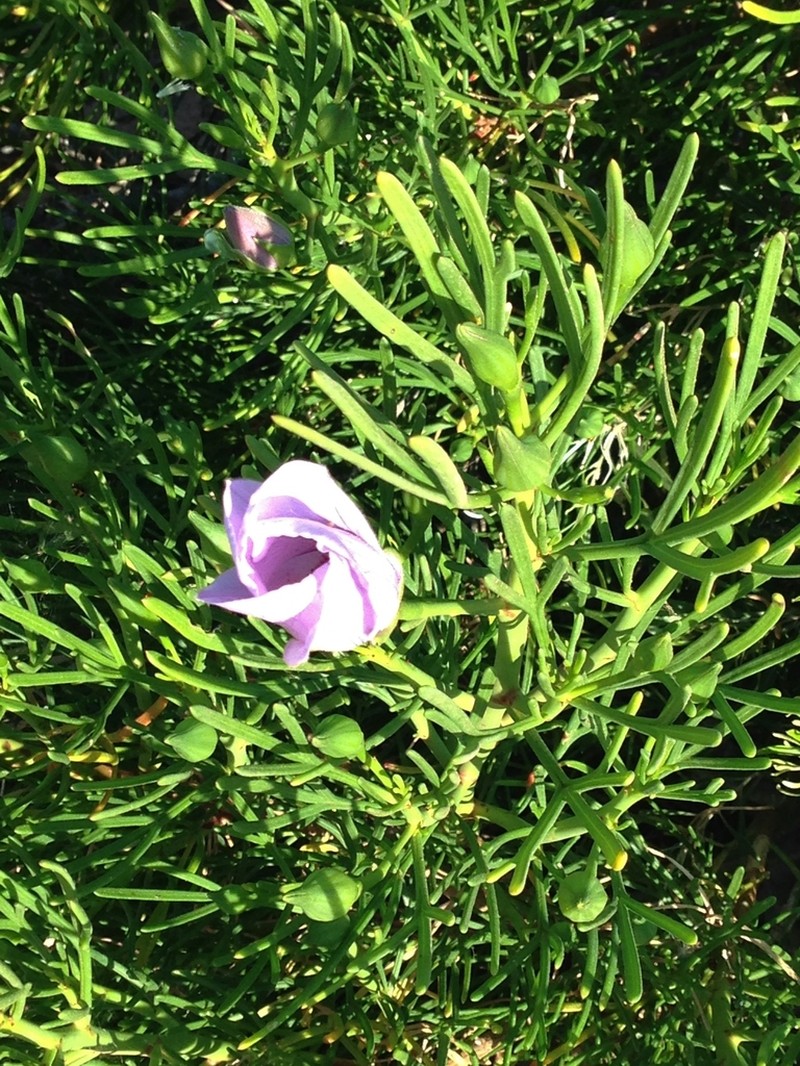 Alyogyne hakeifolia photo 7