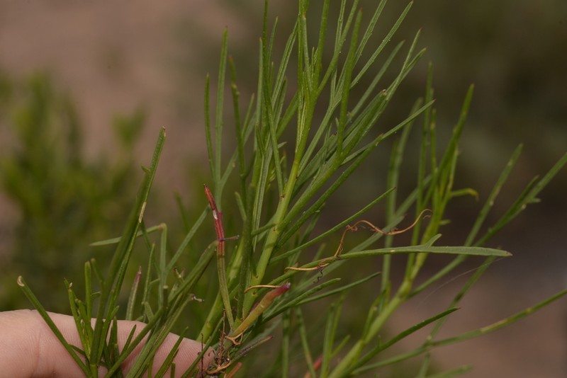 Alyogyne hakeifolia photo 8