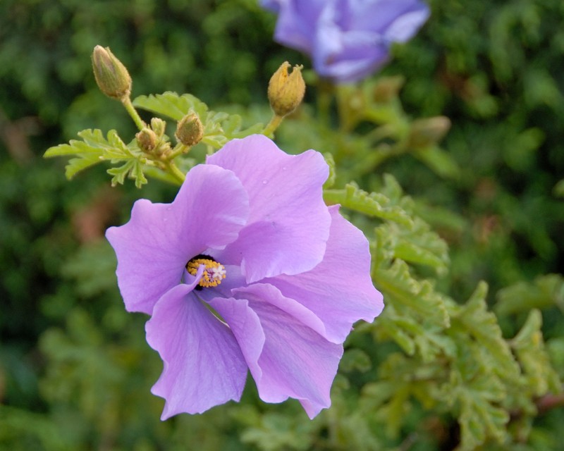 Alyogyne huegelii