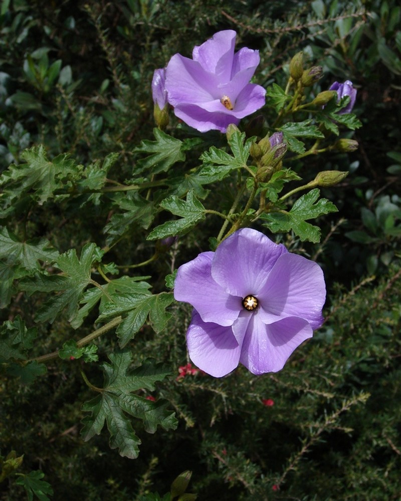 Alyogyne huegelii photo 2