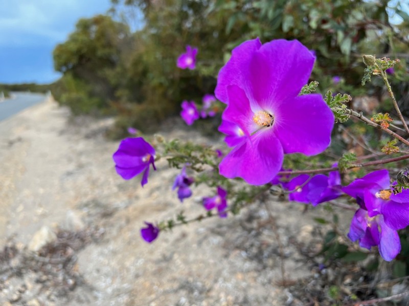 Alyogyne huegelii photo 4