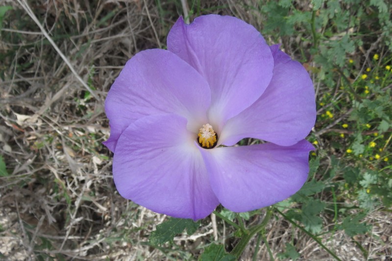 Alyogyne huegelii photo 6