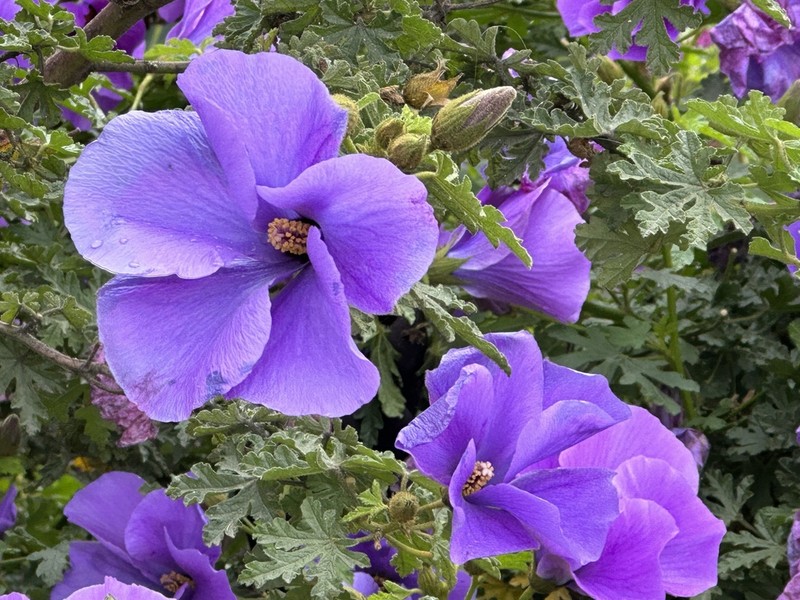 Alyogyne huegelii photo 7