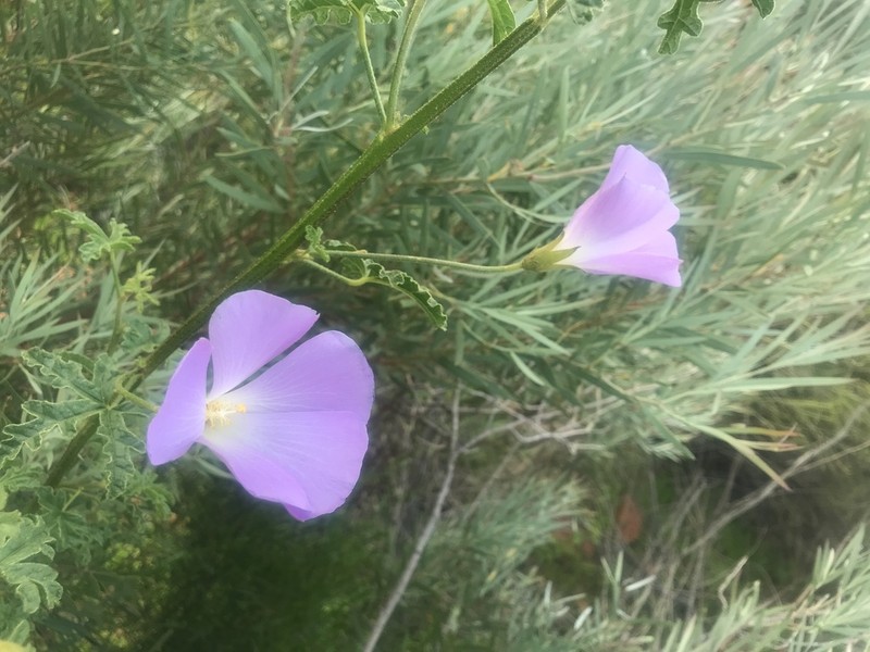 Alyogyne huegelii photo 8