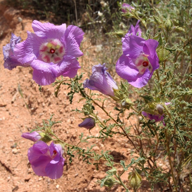 Alyogyne leptochlamys photo 4