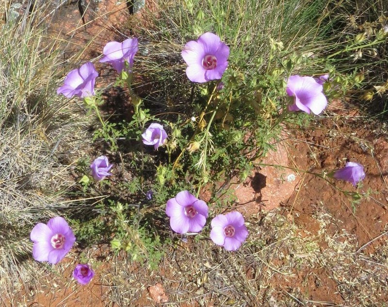 Alyogyne leptochlamys
