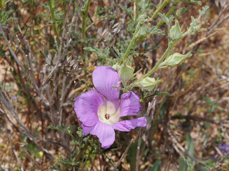 Alyogyne leptochlamys photo 2