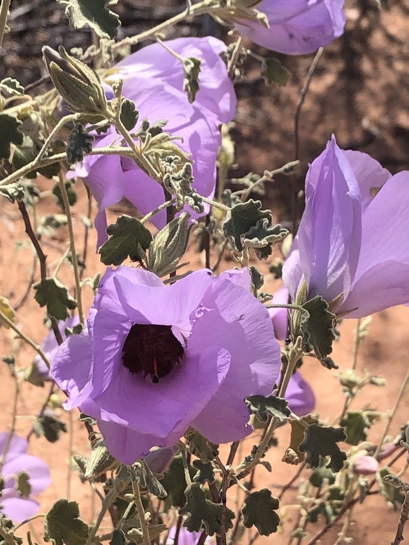Alyogyne pinoniana