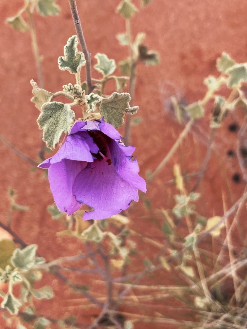 Alyogyne pinoniana photo 4