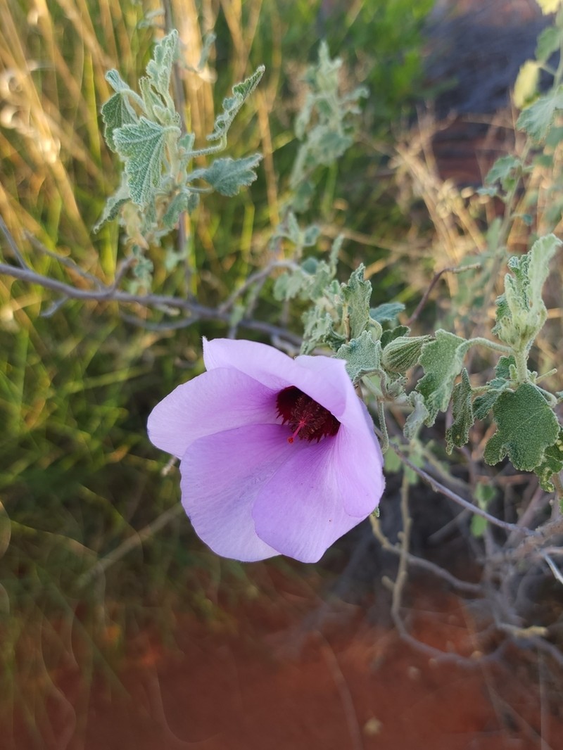 Alyogyne pinoniana photo 5