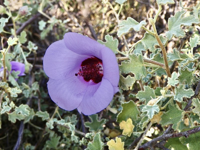 Alyogyne pinoniana photo 6
