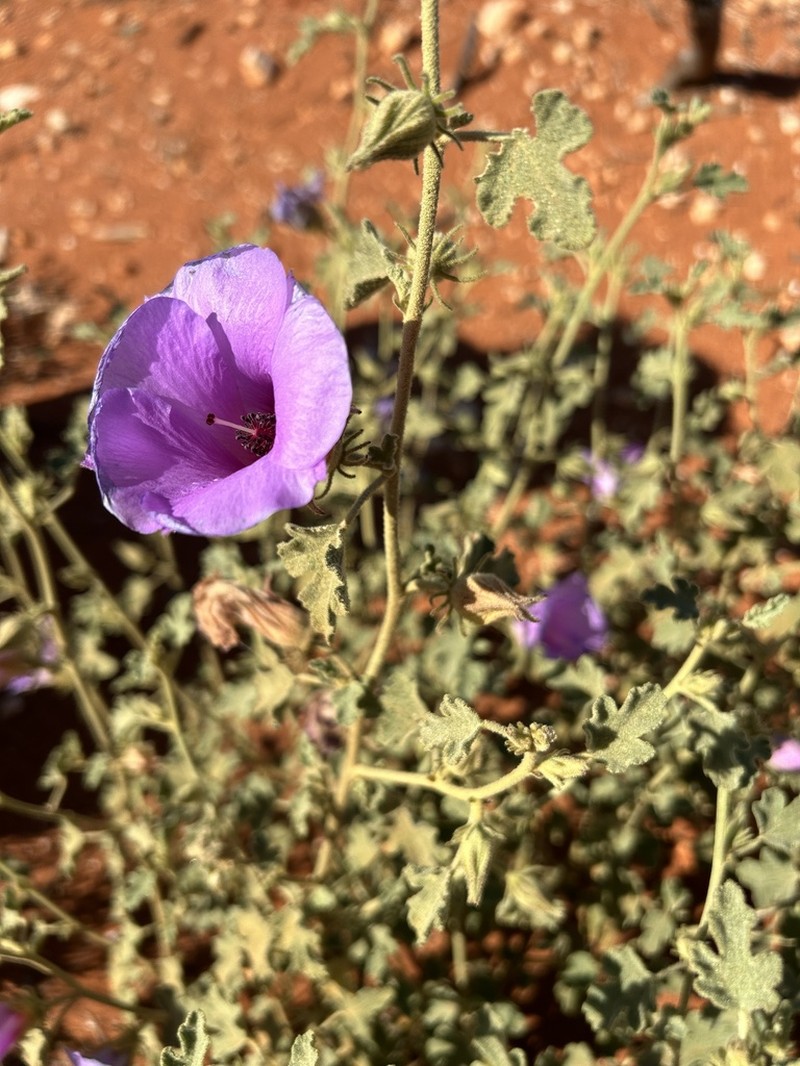 Alyogyne pinoniana photo 7
