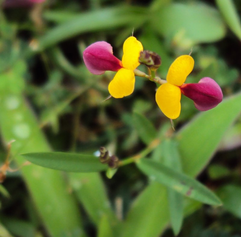 Bupleurum-Leaved Alysicarpus