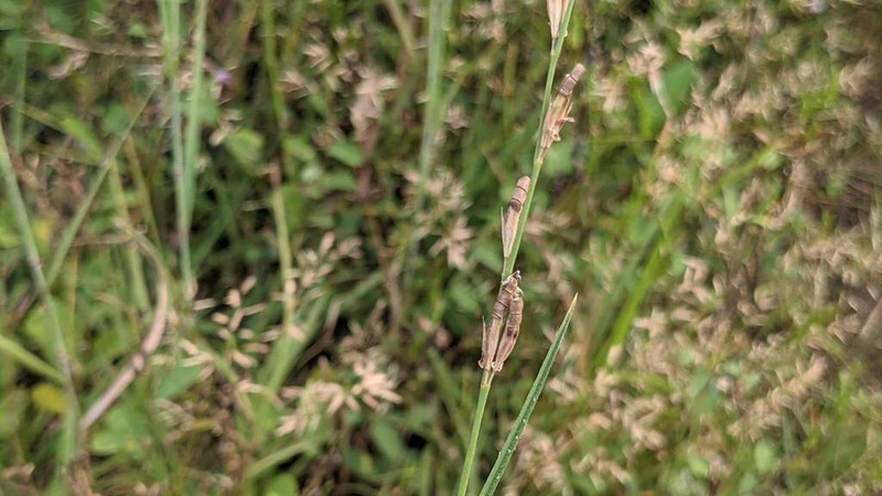 Bupleurum-Leaved Alysicarpus photo 2