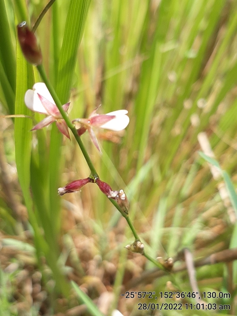 Bupleurum-Leaved Alysicarpus photo 3