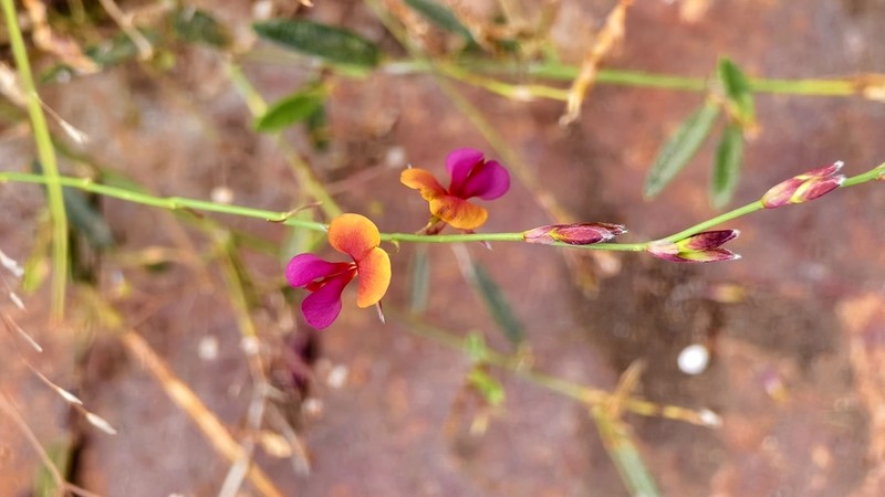 Bupleurum-Leaved Alysicarpus photo 4